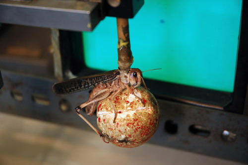 受蝗虫飞行启发的安全技术