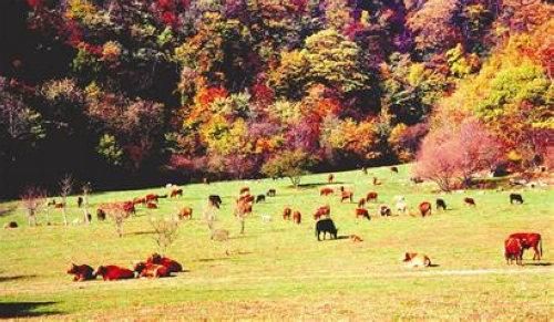 探秘林区 自驾旅游线路推荐之神农架