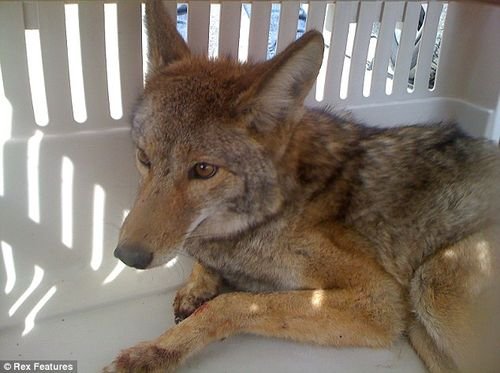 小狼被撞留车内 行驶800多公里后竟幸存 汽车之家 小狼被撞留车内 行驶800多公里后竟幸存 汽车之家