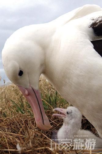 纯净新西兰 体验自然之美