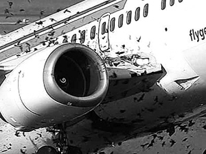 飞机撞群鸟就像撞导弹